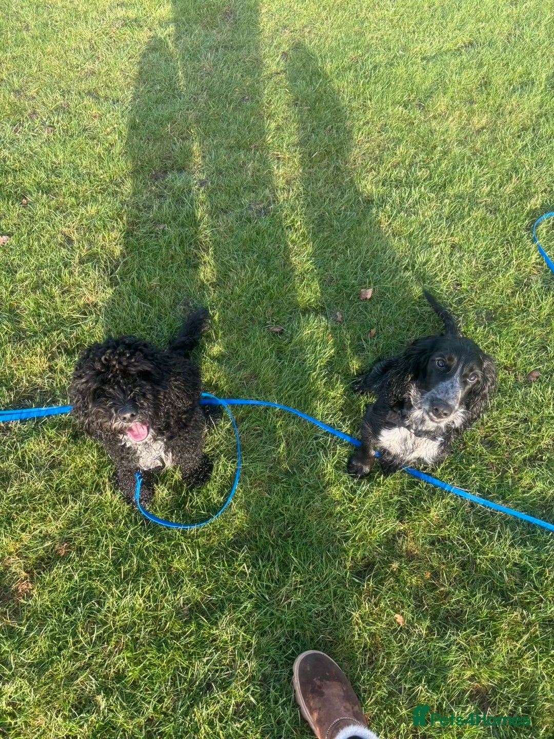 Cockapoo dogs for sale: 6-Month Cockapoo Puppy – Experienced Owner Only - Advert 6