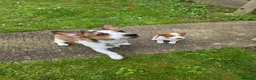 Jack Russell dogs for sale: 9 month old Jack russell  - Advert 2