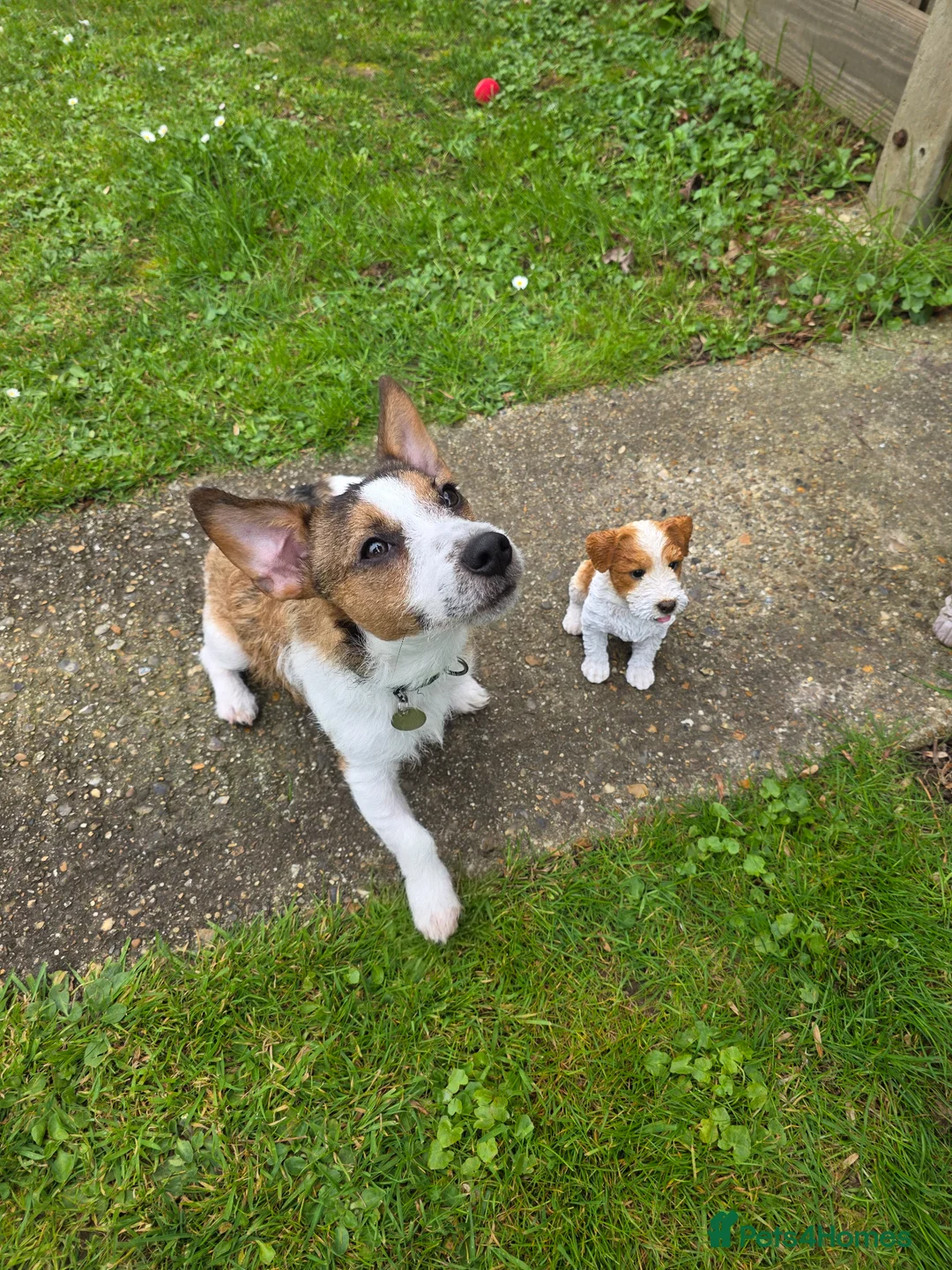 Jack Russell dogs for sale: 9 month old Jack russell  - Advert 2