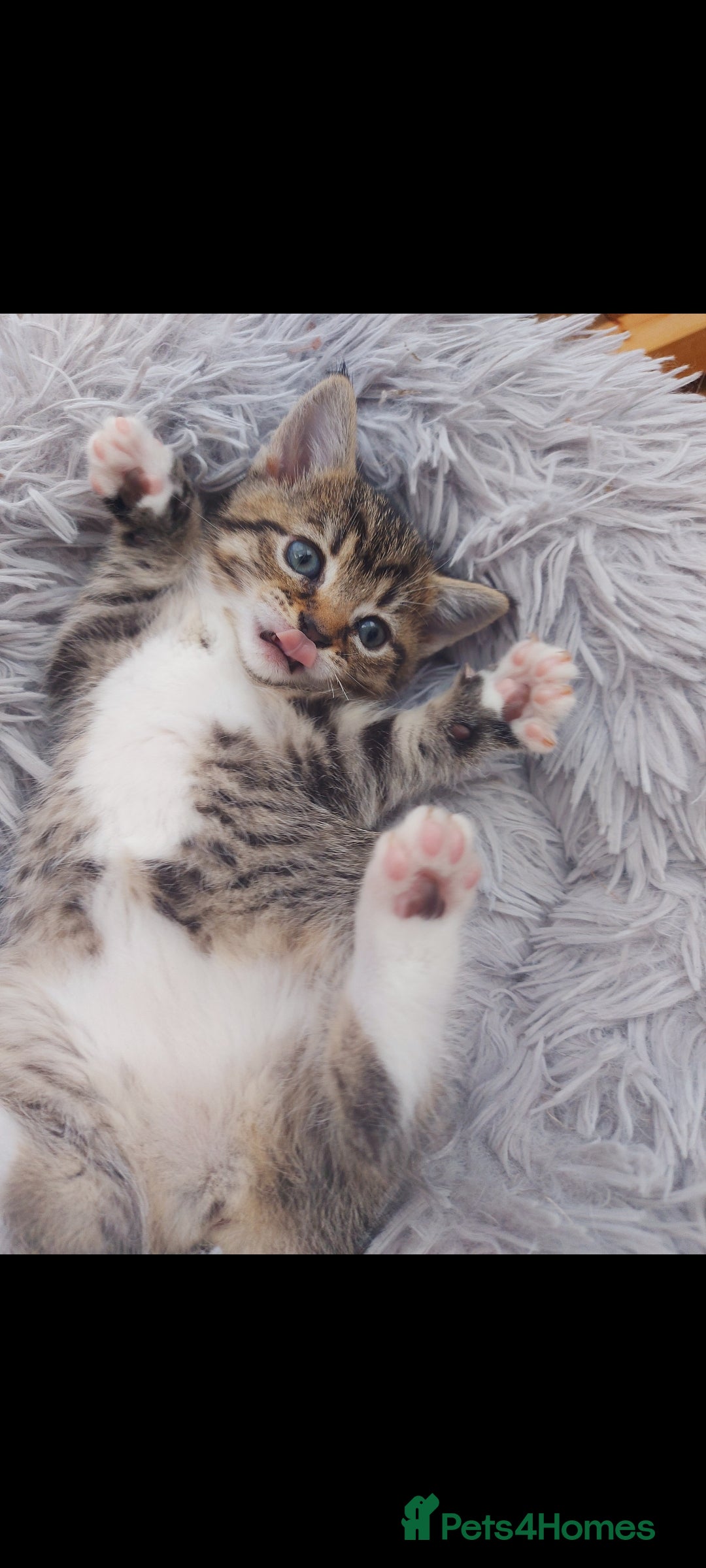 Mixed Breed cats for sale: Beautiful kittens 🥰 - Advert 30