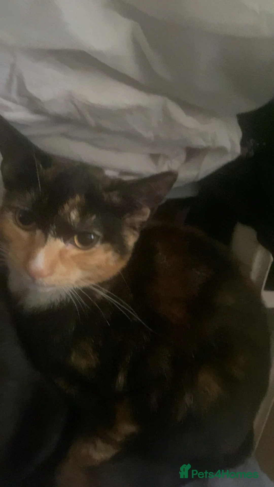 British Shorthair cats for sale: Tuxedo and Tortoise shell - Advert 2