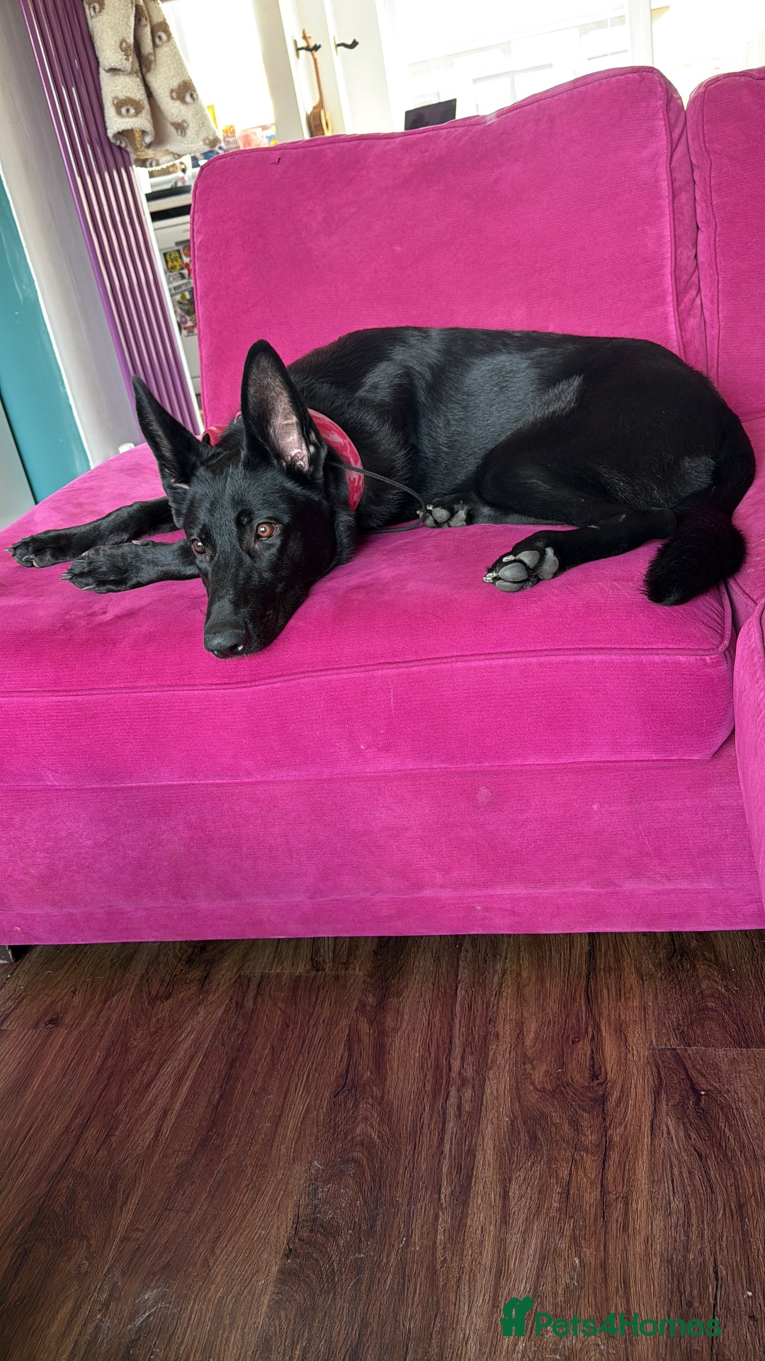 German Shepherd dogs for sale: Fully Trained Black German Shepherd - Advert 9