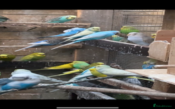 Mixed Breed birds for sale: Cute Birds - Image 7