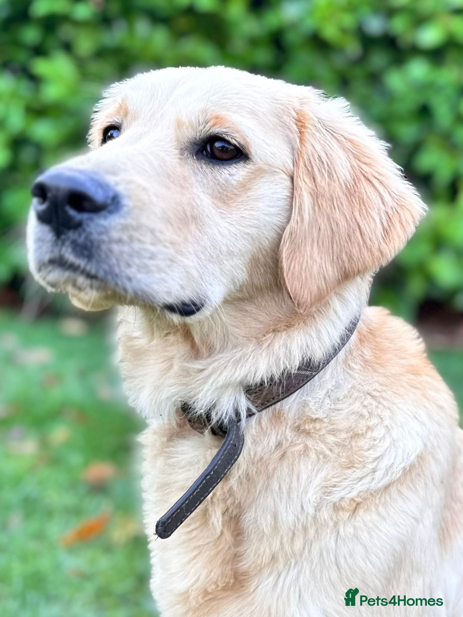 Golden Retriever dogs Loving Golden Retriever Bitch - 10 months old  - Advert 9