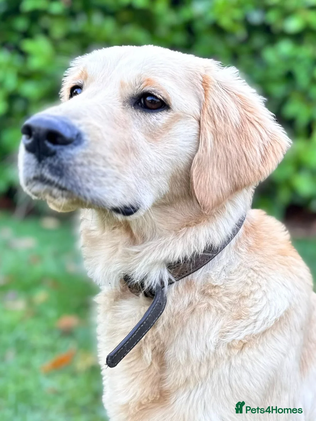 Golden Retriever dogs for sale: Loving Golden Retriever Bitch - 10 months old  - Advert 1