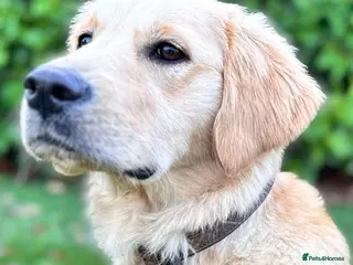 Golden Retriever dogs Loving Golden Retriever Bitch - 10 months old - Advert 8