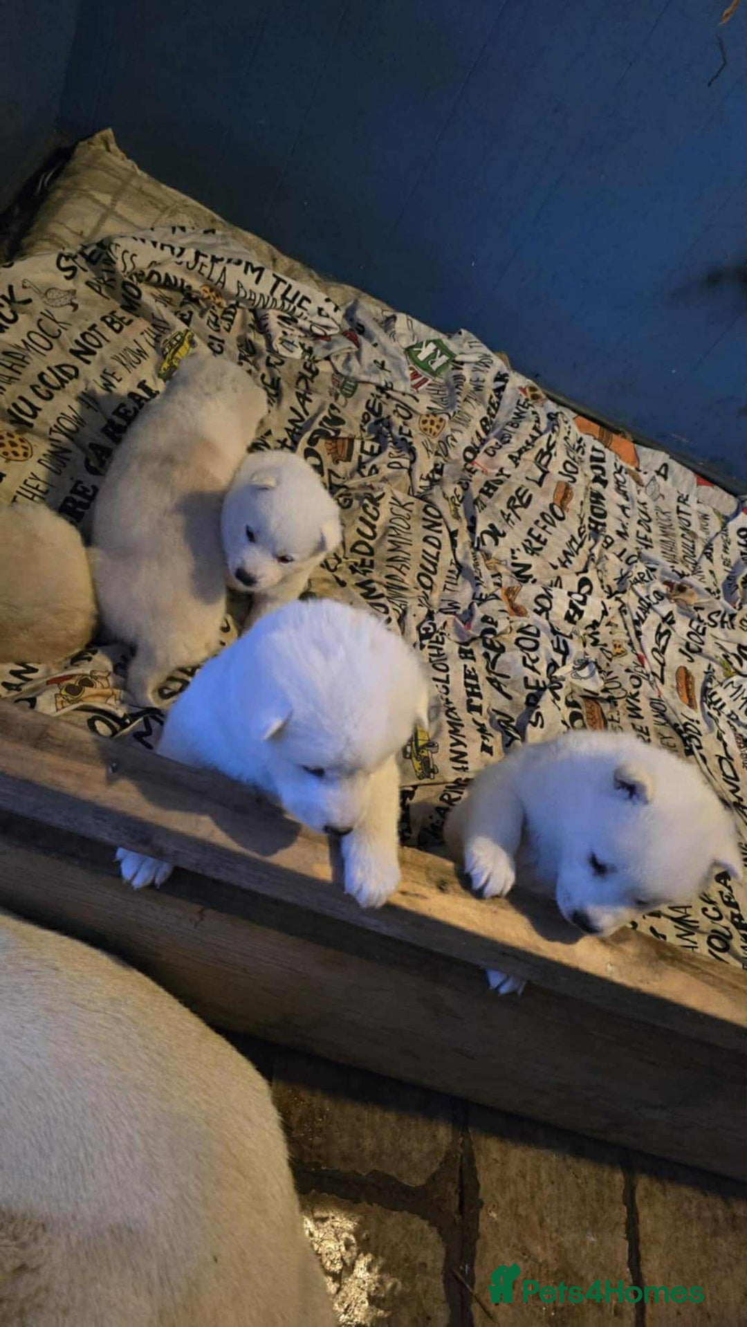 Huskita dogs for sale: 4 beautiful female akita X husky - Advert 5