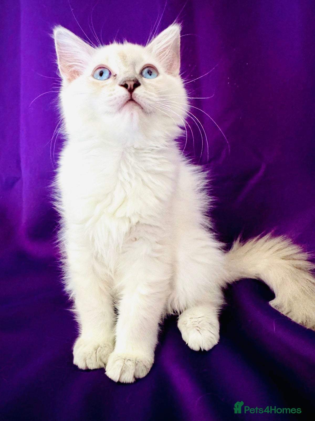 Ragdoll cats GCCF RAGDOLLS  - Advert 1