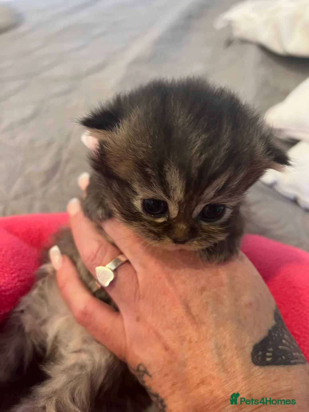 Persian cats for sale: *Last 2* Gorgeous litter of Persians  - Advert 5