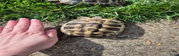 Hermann Tortoise reptiles for sale: A pair of hermann tortoises  - Advert 4