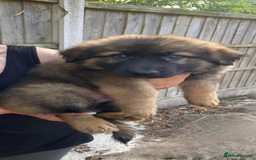 German Shepherd dogs for sale: German Shepard puppies  - Image 4