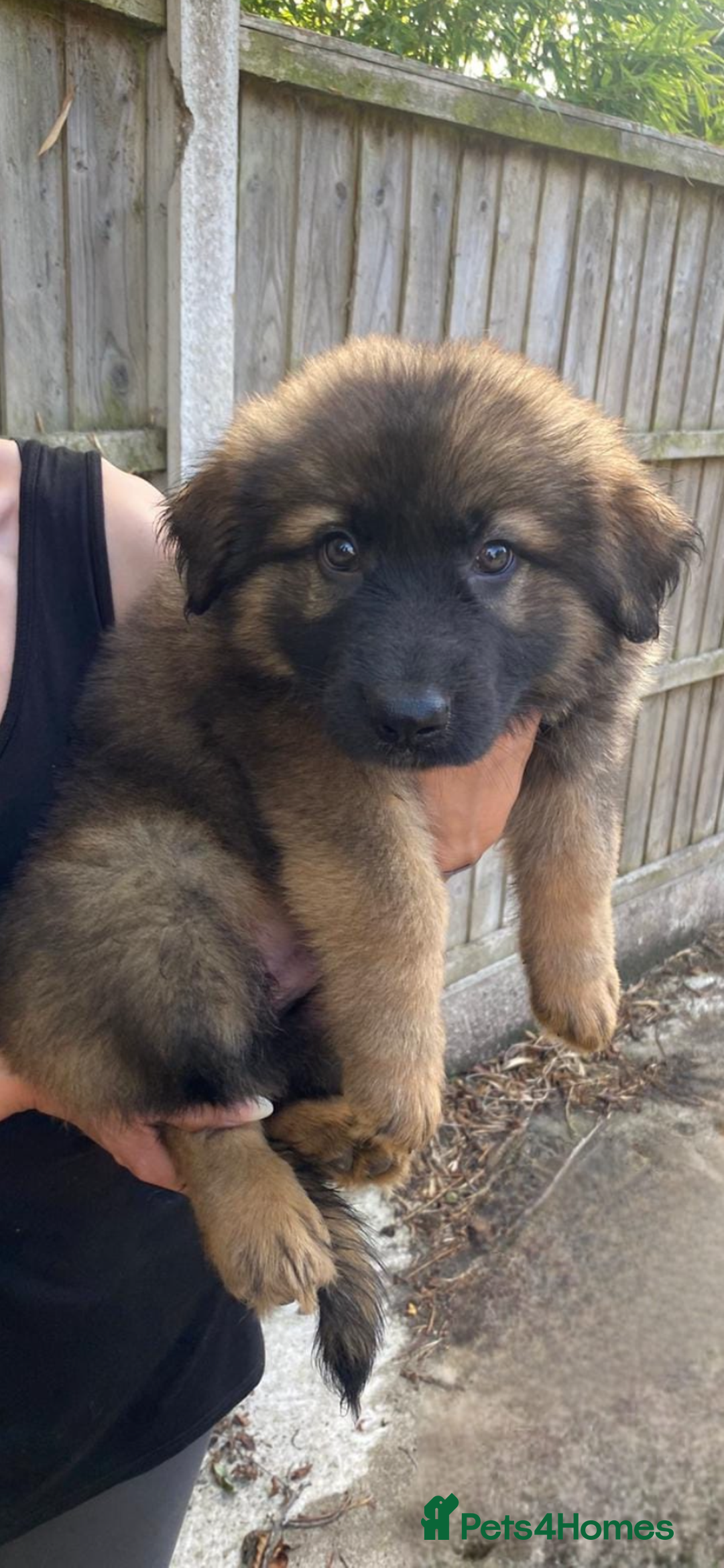 German Shepherd dogs for sale: German Shepard puppies  - Image 4