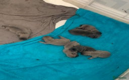 Frug dogs for sale: 4 boys 3 girl frug puppies  - Image 5