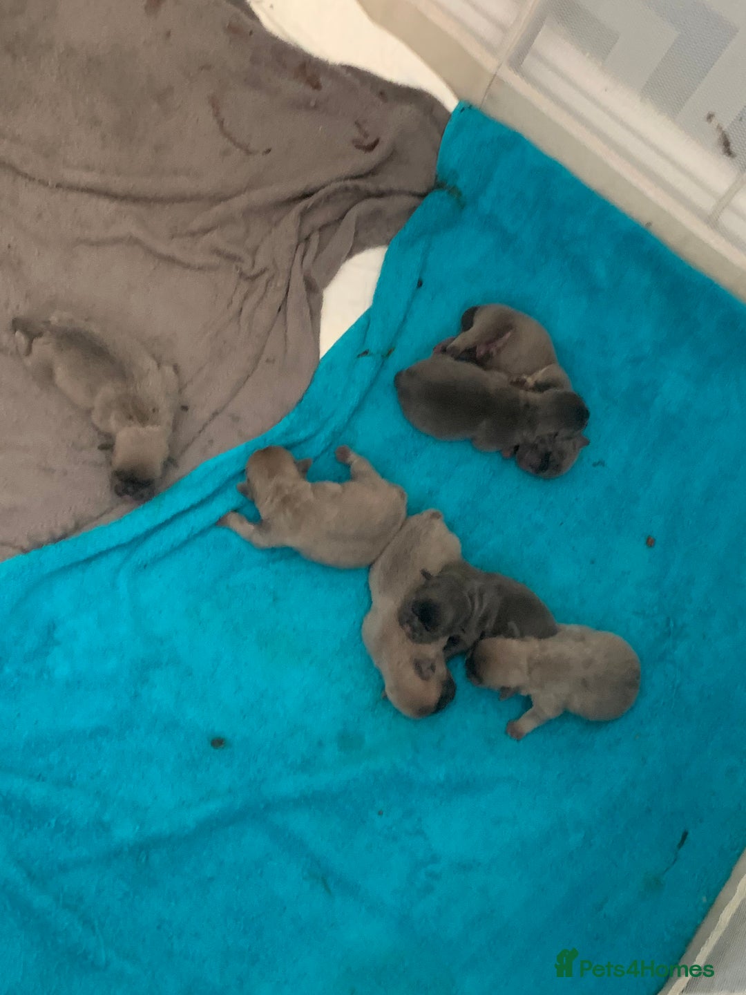 Frug dogs for sale: 4 boys 3 girl frug puppies  - Image 5