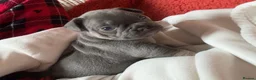 Frug dogs for sale: French bulldog x frug - Advert 13