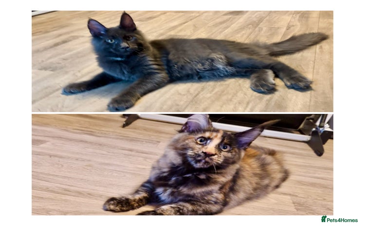 Maine Coon cats - Advert 7