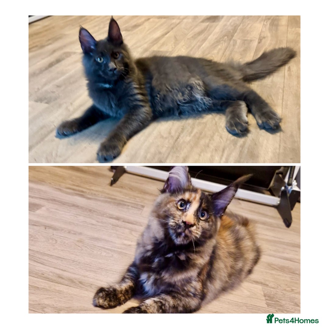 Maine Coon cats for sale: 2 Large Tica Maine Coon Kittens - Image 1