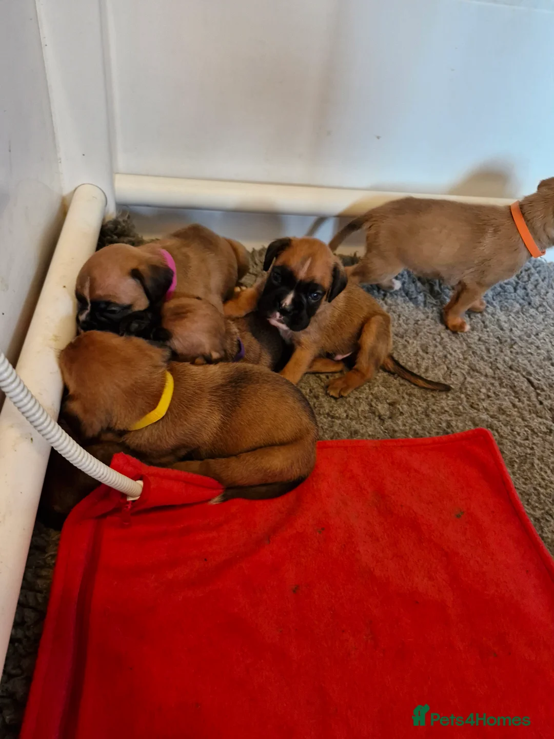 Boxer dogs for sale: STUNNING GORGEOUS KC PUPPIES  - Advert 16