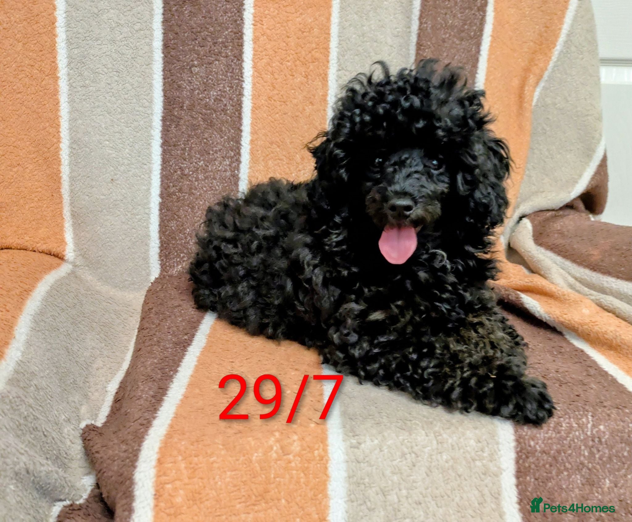 Toy Poodle dogs Toy poodle girls KC , fully vac 14 weeks old  - Advert 1