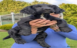 Sprocker dogs for sale: 🐾 SPROCKER PUPPIES 🐾 - Image 1