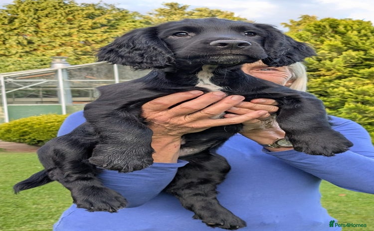 Sprocker dogs - Advert 1