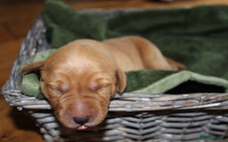 Labrador Retriever dogs for sale: 🐾 KC Registered Fox Red Lab Puppies 🐾 - Image 19