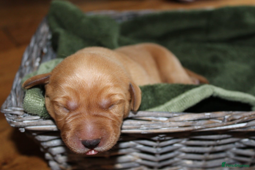 Labrador Retriever dogs for sale: 🐾 KC Registered Fox Red Lab Puppies 🐾 - Image 19