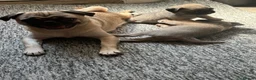Pug dogs for sale: 3 Adorable Pug pups available  - Advert 2
