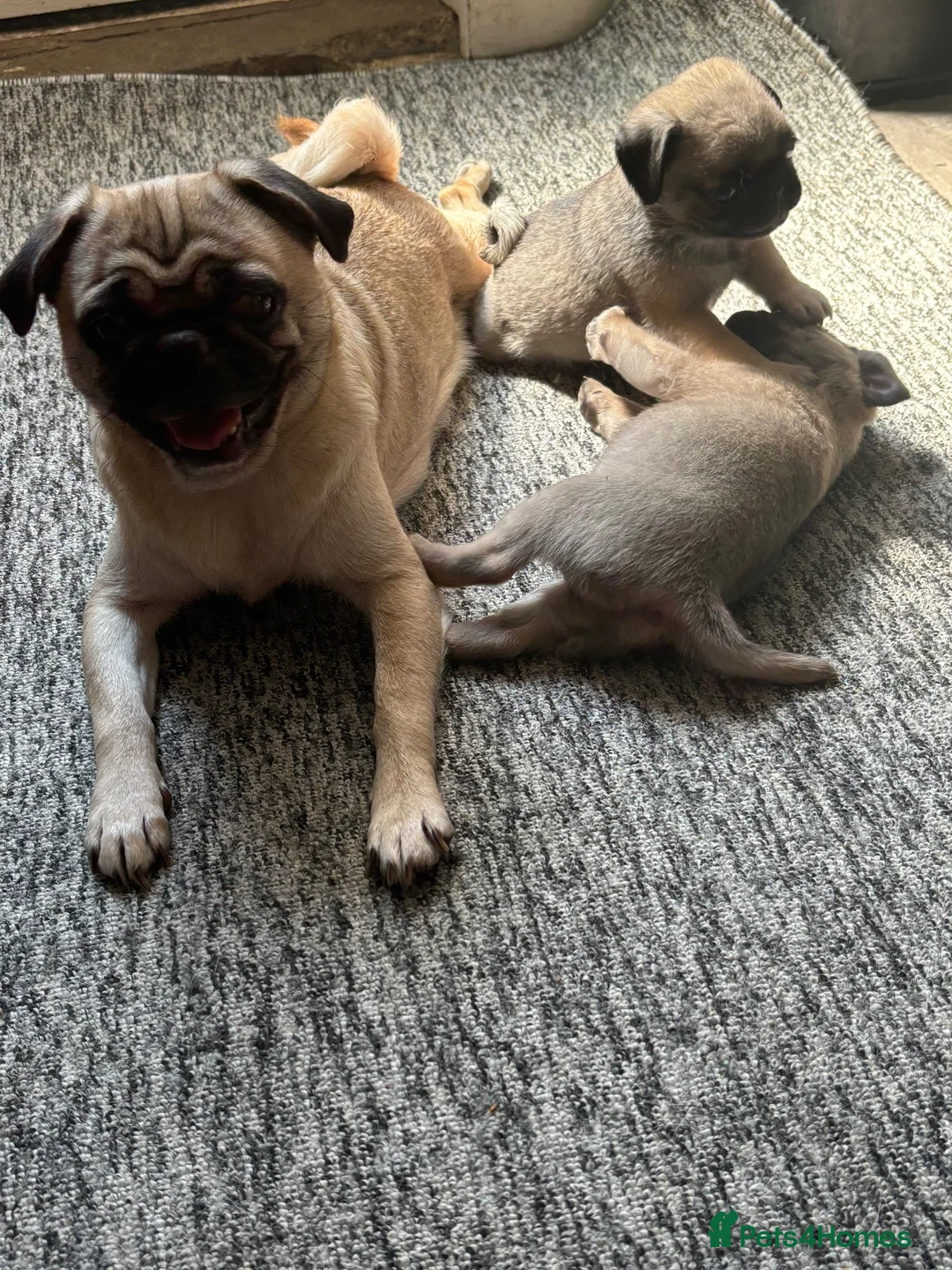 Pug dogs for sale: 3 Adorable Pug pups available  - Advert 2