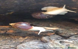 Snails invertebrates for sale: Mixed age and colour Giant African Land Snails - Image 4