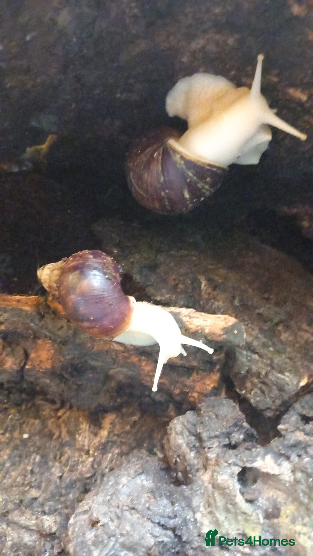 Snails invertebrates for sale: Mixed age and colour Giant African Land Snails - Image 4