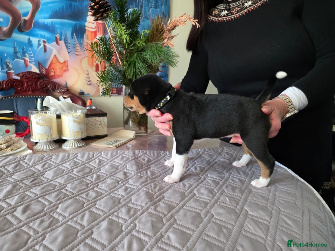 Basenji dogs for sale: Adorable Basenji Puppies Awaiting Their Heroes. - Advert 7