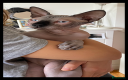 Sphynx cats for sale: Kittens sphinx Canadian  - Image 5