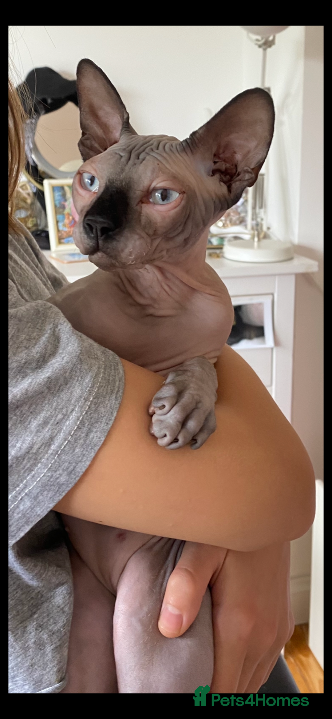 Sphynx cats for sale: Kittens sphinx Canadian  - Image 5