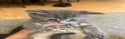 Mixed Breed cats for sale: Gray silver and tabby kittens for sale! - Advert 35