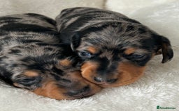 Miniature Dachshund dogs for sale: 1 boy left beautiful silver dapple boys  - Image 16