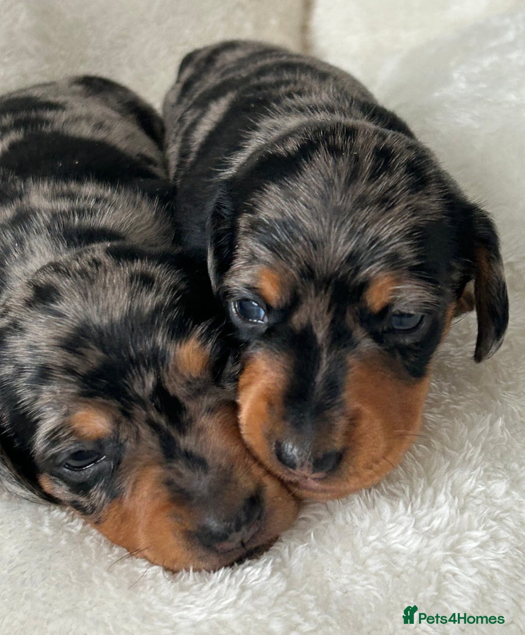 Miniature Dachshund dogs for sale: 1 boy left beautiful silver dapple boys  - Image 16