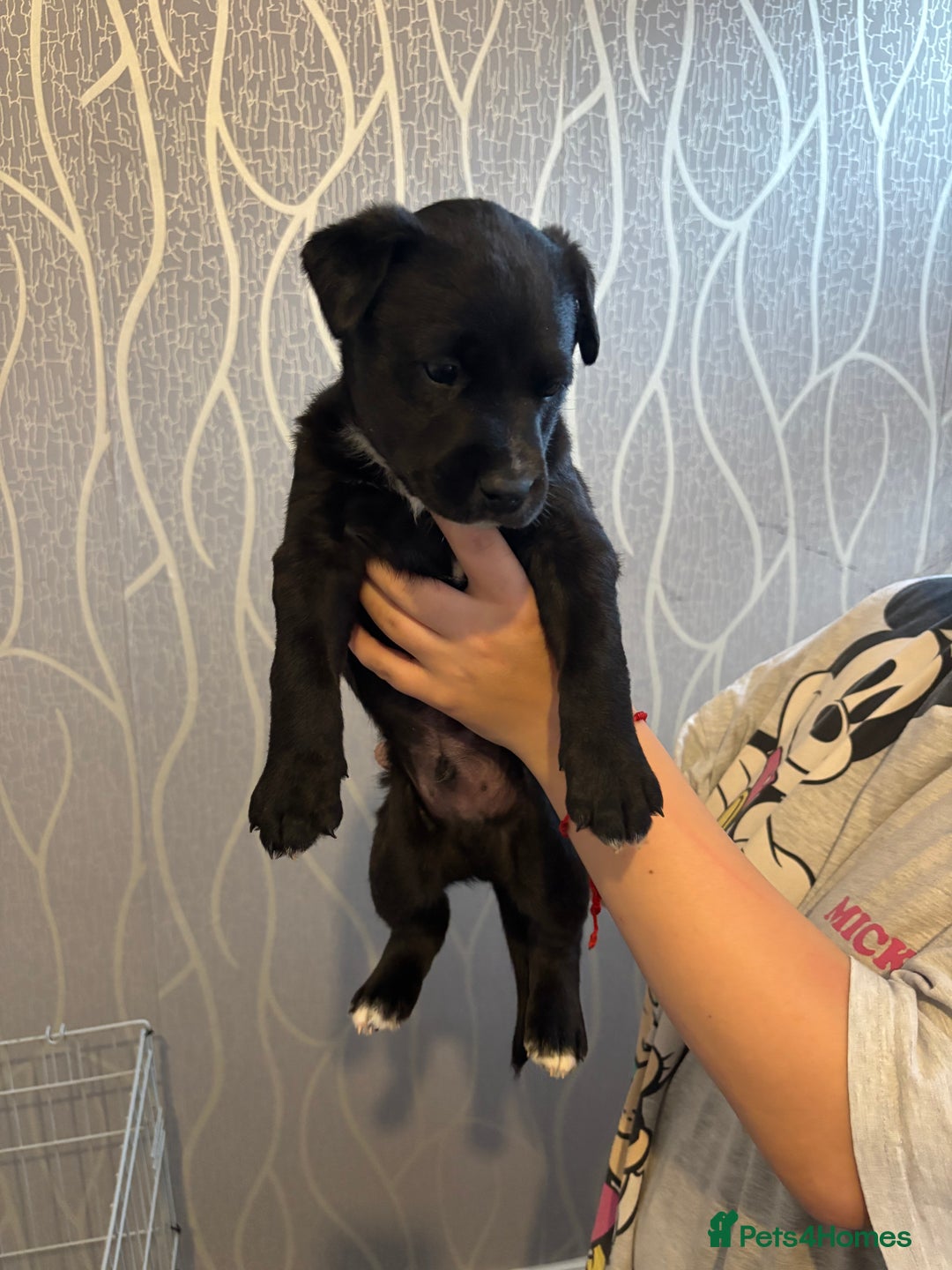 Mixed Breed dogs for sale: Husky Mix Puppies  - Image 2