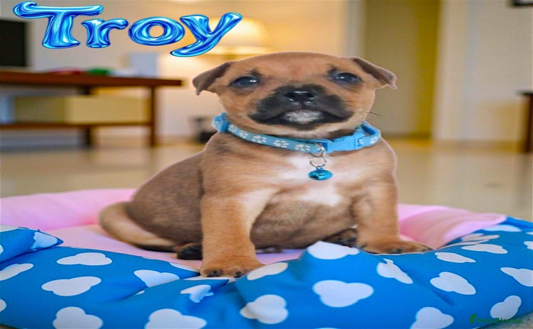 Staffordshire Bull Terrier dogs - Advert 9