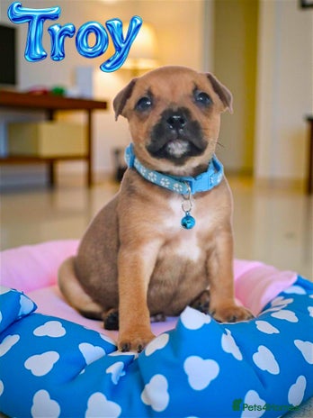 Staffordshire Bull Terrier dogs - Advert 9