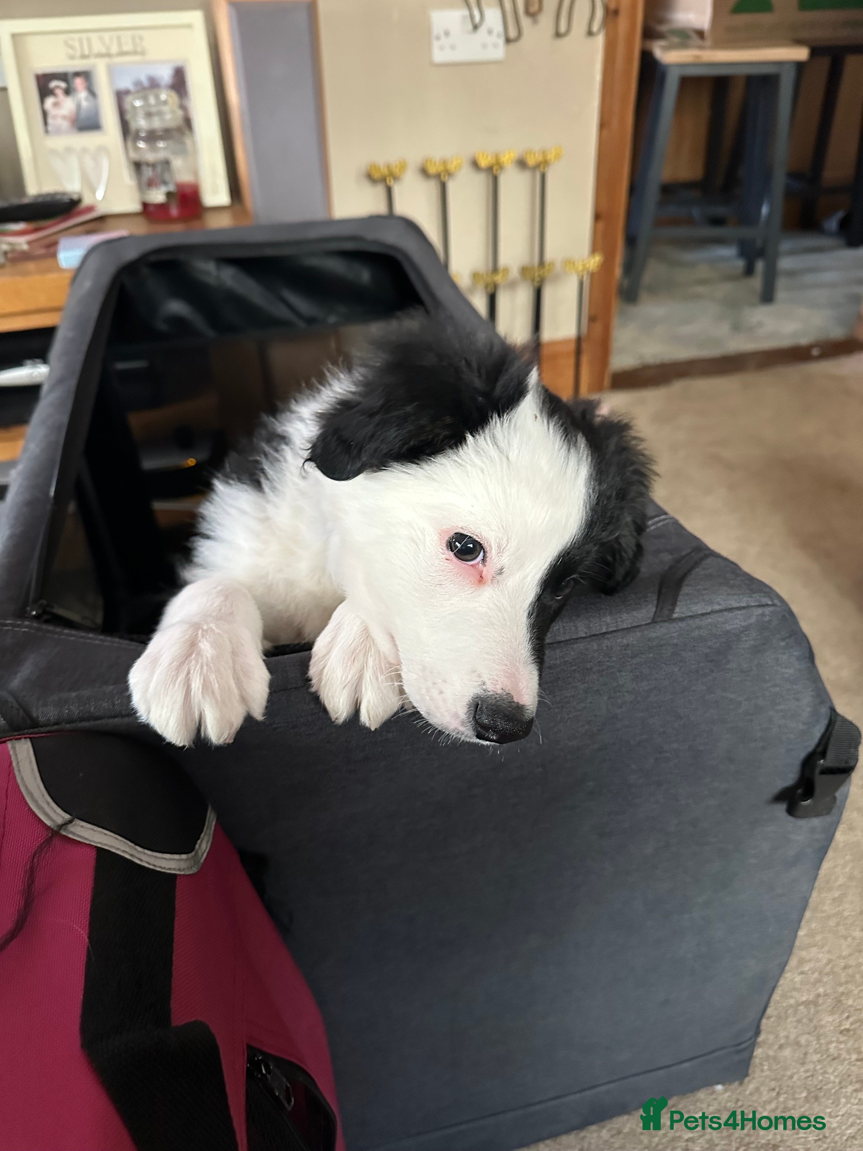 Border Collie dogs Only 1 boy left of gorgeous border collie litter - Advert 8