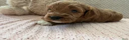 Cavapoo dogs for sale: Cavapoo girls  - Advert 17