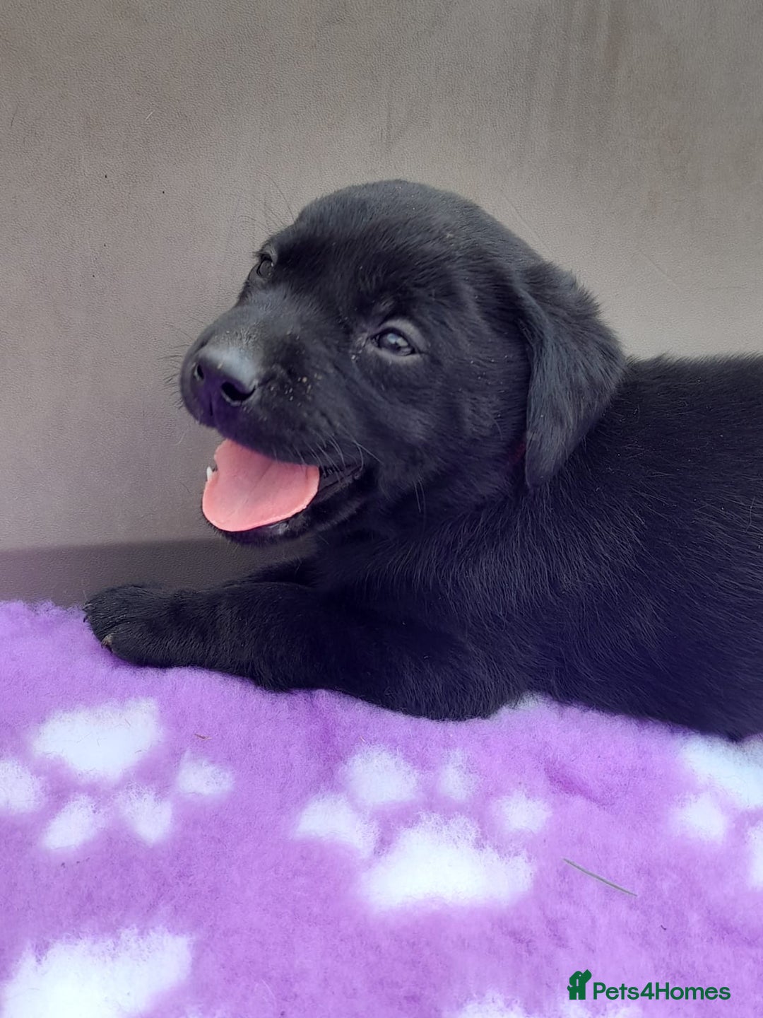 Labrador Retriever dogs for sale: KC Registered working Labrador puppies - Image 22