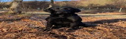 Labrador Retriever dogs for stud: Black Labrador Stud in Dunkeld - Advert 3