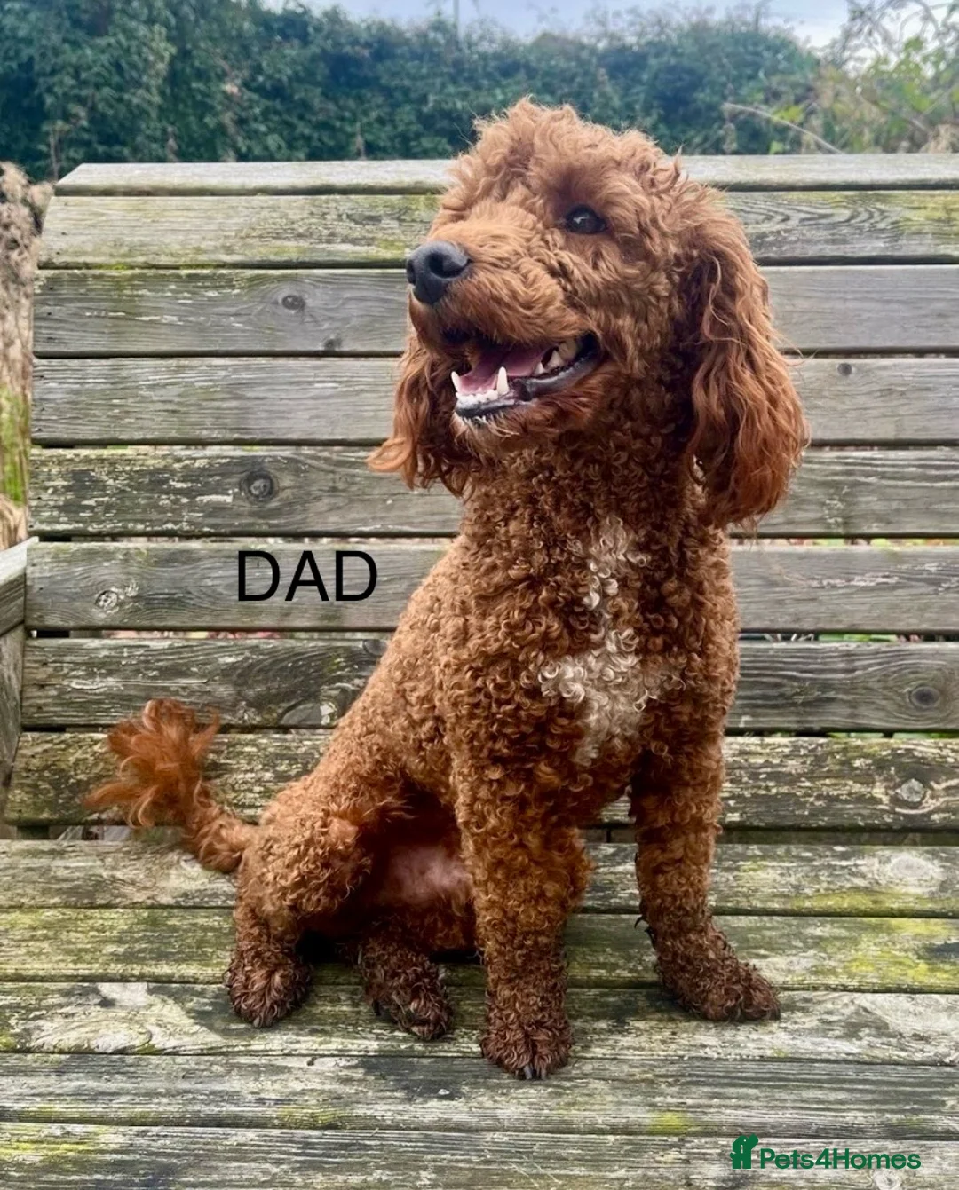Cockapoo dogs for sale: 🐾Outstanding Health Checked Cockapoo puppies 🐶  - Advert 17