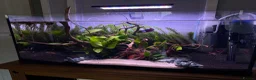 Bettas fish for sale: 105L tank with full aquarium set up all essentials - Advert 3