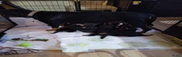 Rottweiler dogs for sale:  Nearly 5 weeks old lovely little rotwieler puppys - Advert 6
