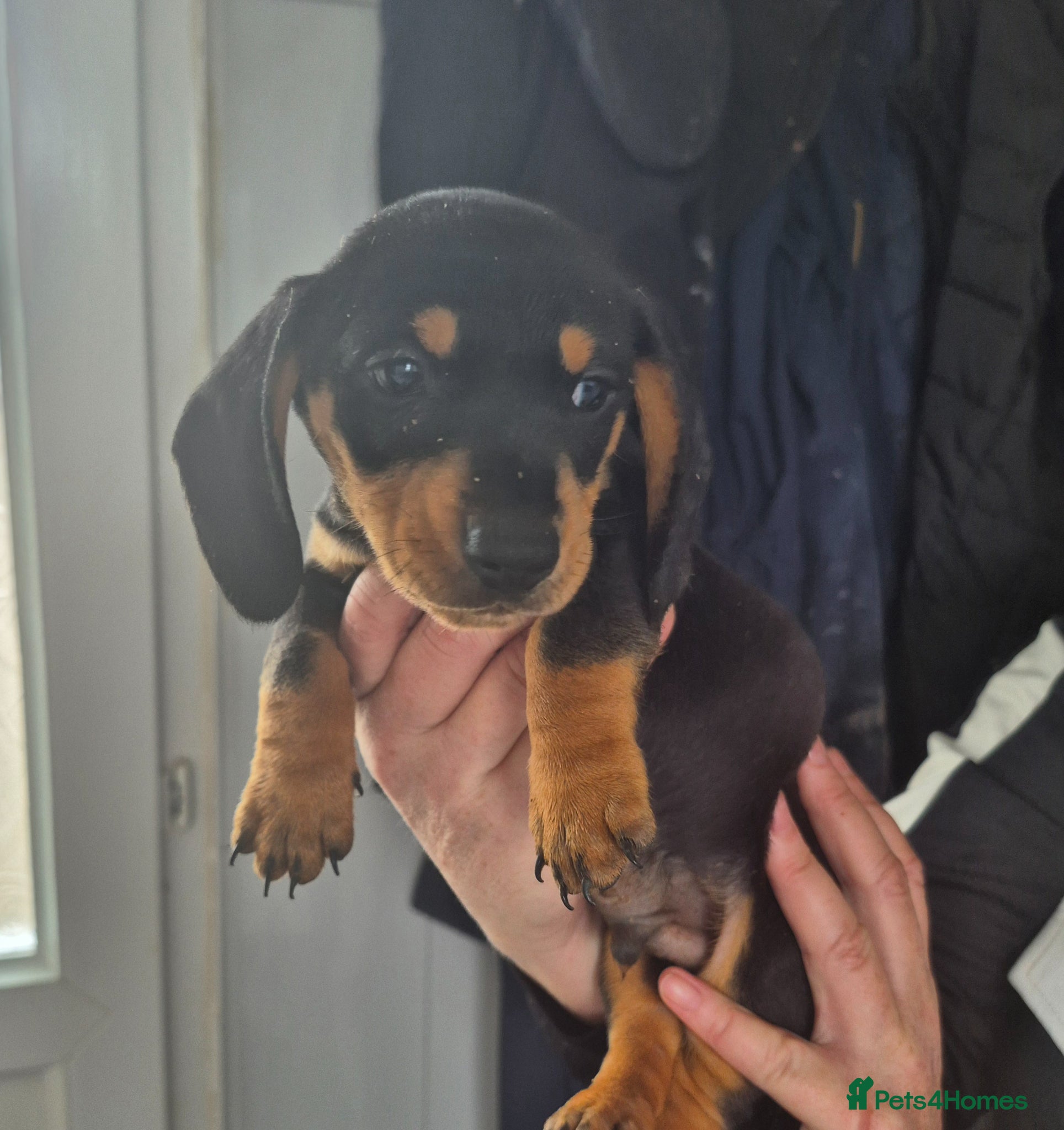 Miniature Dachshund dogs Beautiful daschund puppies ready to leave  - Advert 1