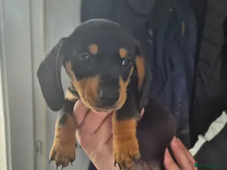 Miniature Dachshund dogs Beautiful daschund puppies ready to leave - Advert 1