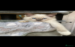 Ragdoll cats for sale: Outstanding TICA reg Kittens – Champion Bloodlines - Image 14